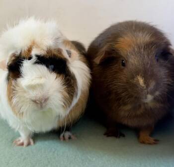 Rescue Guinea Pig Guinea Pigs for Adoption in Sauk Village, Illinois - Clara + Jenny Bonded Pair | PetCurious